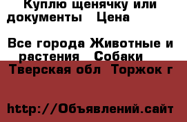 Куплю щенячку или документы › Цена ­ 3 000 - Все города Животные и растения » Собаки   . Тверская обл.,Торжок г.